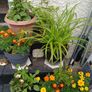 Pots with plants 10 euro each or 6 from 50euro Image 2