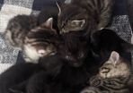 6 kittens