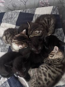 6 kittens