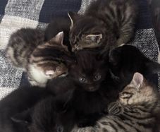 6 kittens