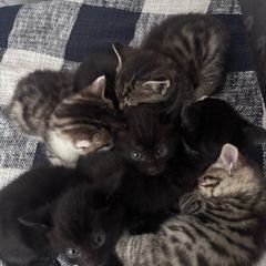 6 kittens
