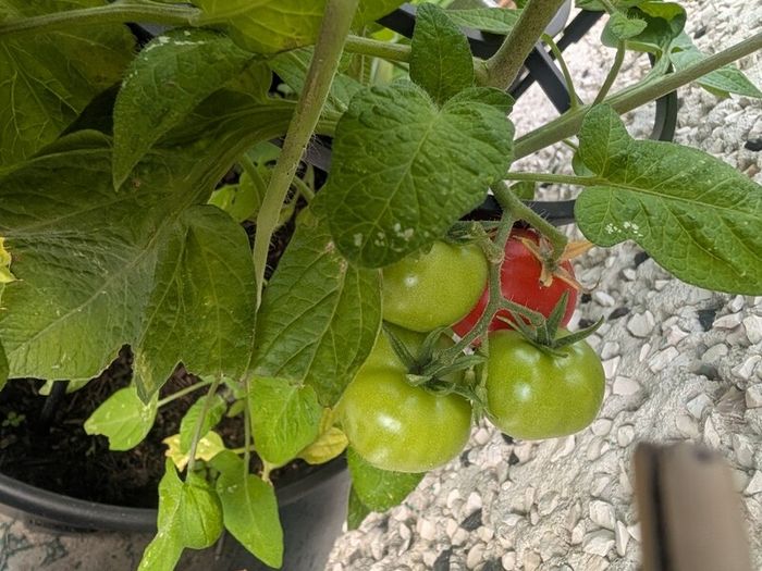 tomato