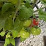 tomato Image 9