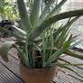 big aloe vera Image 2