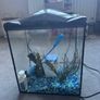 Small fish aquarium Image 2