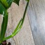 No.1 Monstera Lechleriana Variegated Image 6