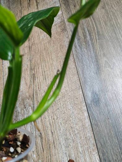 No.1 Monstera Lechleriana Variegated
