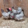 Point of lay pullets/hens Image 6