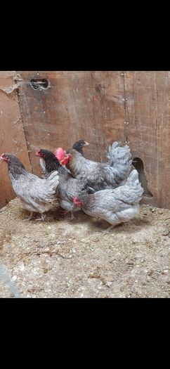 Point of lay pullets/hens
