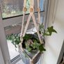 Beautiful hanging plant including pot and hanging basket Image 2