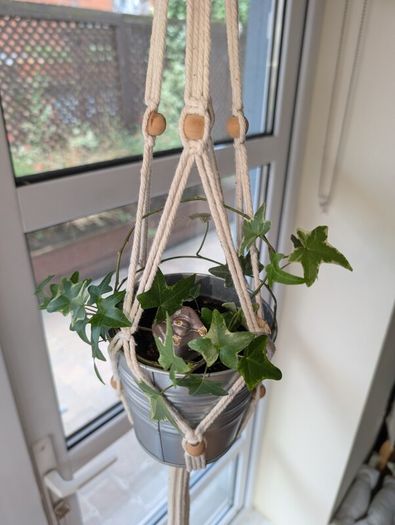 Beautiful hanging plant including pot and hanging basket