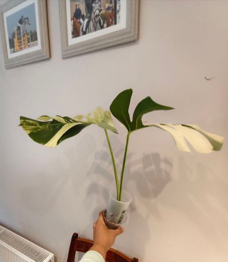 Monstera Mint big leaves