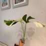 Monstera Mint big leaves Image 9