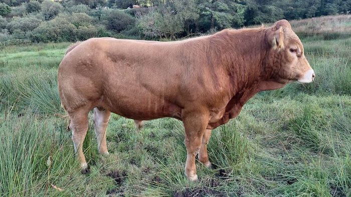 Super  Pbr Limousin  Bull
