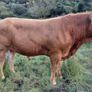 Super  Pbr Limousin  Bull Image 2
