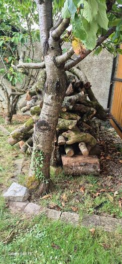 fire wood