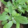 130 flowering plants to clear. Image 7
