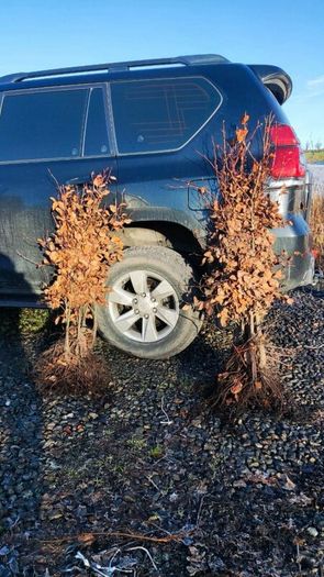 Native Whitethorn Hedging from 60 cents