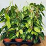 Philodendron Brasil with Mosspole in 15cm pot and 60cm in height Image 6