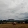 Organic Hay For Sale Image 10