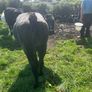 Ewe lambs Image 5