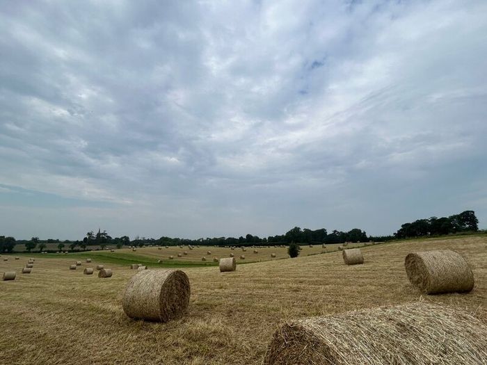 Hay