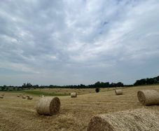 Hay