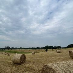 Hay