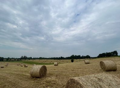 Hay