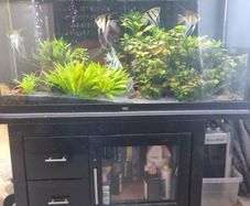 fish tank