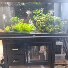 fish tank