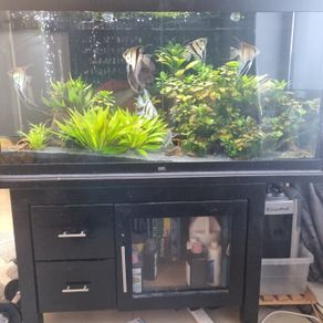 fish tank