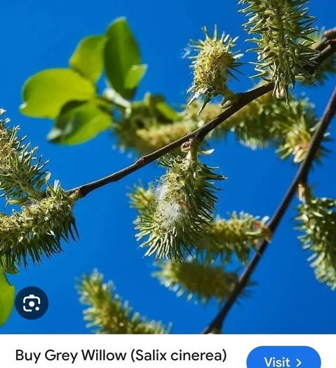 Salix grey willow plants