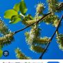 Salix grey willow plants Image 4