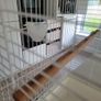 Bird cage (double) Image 5
