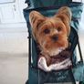 Dog buggy Image 4