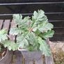 Native Irish oak trees Image 6