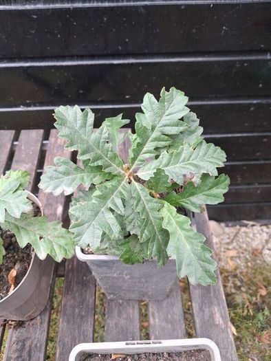 Native Irish oak trees