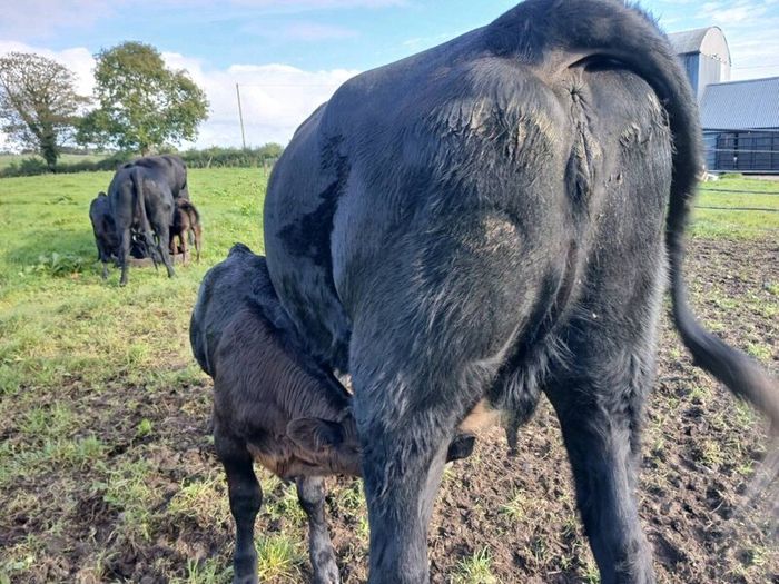 3 AA first calvers