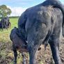 3 AA first calvers Image 6