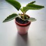 Kalanchoe Daigremontia. Mother of thousands young plant Image 3