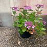 Plant and Pot Image 2