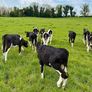 Reared Calves Image 4
