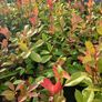 Red Robin Hedging 2.5 feet tall Image 4