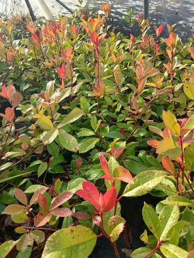 Red Robin Hedging 2.5 feet tall