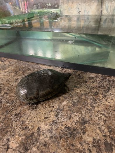 Looking for new home