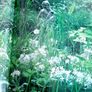 'The Country Garden' Image 5