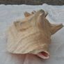 Large Queen Conch Shell Image 3
