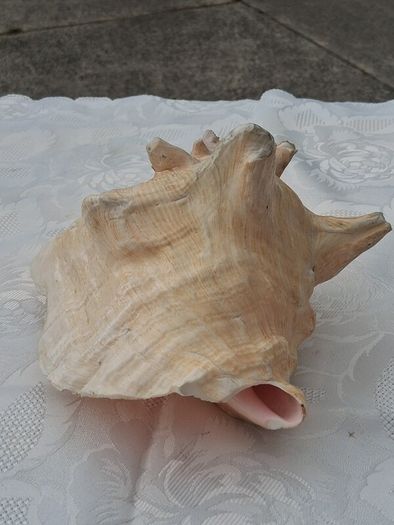 Large Queen Conch Shell