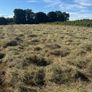 Top quality Hay Image 6